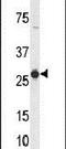 CD160 Molecule antibody, PA5-26868, Invitrogen Antibodies, Western Blot image 