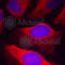 Inhibitor Of Nuclear Factor Kappa B Kinase Subunit Beta antibody, AP0369, ABclonal Technology, Immunofluorescence image 