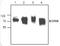 CCCTC-Binding Factor antibody, TA318994, Origene, Western Blot image 