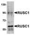 RUN And SH3 Domain Containing 1 antibody, orb75281, Biorbyt, Western Blot image 