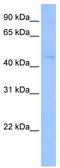 Tektin 2 antibody, TA335623, Origene, Western Blot image 