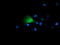 Growth Arrest And DNA Damage Inducible Gamma antibody, LS-B12087, Lifespan Biosciences, Immunofluorescence image 