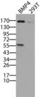 Bone Morphogenetic Protein 4 antibody, LS-C796713, Lifespan Biosciences, Western Blot image 