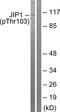 JIP1 antibody, PA5-38505, Invitrogen Antibodies, Western Blot image 