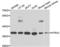 HtrA Serine Peptidase 2 antibody, LS-C334270, Lifespan Biosciences, Western Blot image 