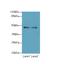 Probable G-protein coupled receptor 34 antibody, LS-C398225, Lifespan Biosciences, Western Blot image 