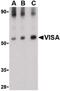 Mitochondrial Antiviral Signaling Protein antibody, PA5-20349, Invitrogen Antibodies, Western Blot image 
