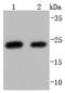 WAP Four-Disulfide Core Domain 2 antibody, NBP2-66883, Novus Biologicals, Western Blot image 
