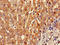 Beta-1,3-Galactosyltransferase 2 antibody, LS-C375302, Lifespan Biosciences, Immunohistochemistry paraffin image 