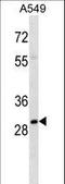 Aly/REF Export Factor antibody, LS-C161860, Lifespan Biosciences, Western Blot image 