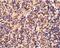 Caspase 4 antibody, PA5-20109, Invitrogen Antibodies, Immunohistochemistry frozen image 