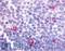 Cannabinoid Receptor 2 antibody, LS-A33, Lifespan Biosciences, Immunohistochemistry paraffin image 