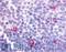 rCB2 antibody, LS-A33, Lifespan Biosciences, Immunohistochemistry paraffin image 