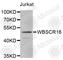 RCC1 Like antibody, A6001, ABclonal Technology, Western Blot image 