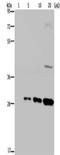GFP antibody, orb518248, Biorbyt, Western Blot image 