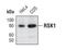 Ribosomal Protein S6 Kinase A1 antibody, PA5-17168, Invitrogen Antibodies, Western Blot image 
