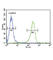 Plasminogen Activator, Tissue Type antibody, abx032978, Abbexa, Western Blot image 