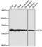 Chaperonin Containing TCP1 Subunit 8 antibody, 19-376, ProSci, Immunofluorescence image 