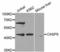 Caspase 9 antibody, LS-C332215, Lifespan Biosciences, Western Blot image 