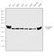 Tubulin Beta 2A Class IIa antibody, PA5-27108, Invitrogen Antibodies, Western Blot image 