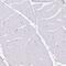 Prolyl 4-Hydroxylase Subunit Alpha 2 antibody, MA5-24599, Invitrogen Antibodies, Immunohistochemistry frozen image 