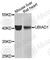 UbiA Prenyltransferase Domain Containing 1 antibody, A7640, ABclonal Technology, Western Blot image 