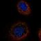 Transforming Growth Factor Beta Receptor Associated Protein 1 antibody, HPA037672, Atlas Antibodies, Immunofluorescence image 