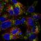 Asialoglycoprotein Receptor 1 antibody, HPA011954, Atlas Antibodies, Immunofluorescence image 