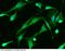 CAMP Responsive Element Binding Protein 1 antibody, 10074-MM02, Sino Biological, Immunohistochemistry paraffin image 