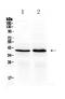 Ornithine Carbamoyltransferase antibody, A00721-1, Boster Biological Technology, Western Blot image 