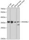 Annexin A8 Like 1 antibody, 23-073, ProSci, Western Blot image 