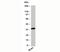 Interleukin 1 Receptor Like 1 antibody, 33-031, ProSci, Western Blot image 