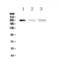 Myosin Light Chain Kinase antibody, A01697-2, Boster Biological Technology, Western Blot image 