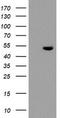 Tryptophan 2,3-Dioxygenase antibody, LS-C174023, Lifespan Biosciences, Western Blot image 