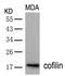 CFL1 antibody, AP02685PU-S, Origene, Western Blot image 
