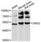 Dopamine Receptor D2 antibody, STJ114796, St John