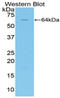 FAS antibody, LS-C372414, Lifespan Biosciences, Western Blot image 