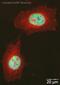 Serine And Arginine Rich Splicing Factor 1 antibody, ab38017, Abcam, Immunocytochemistry image 