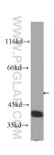 RNA Binding Motif Protein 4 antibody, 60292-1-Ig, Proteintech Group, Western Blot image 