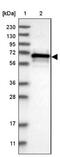 Cbl Proto-Oncogene Like 1 antibody, NBP1-83589, Novus Biologicals, Western Blot image 