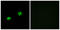 Arylsulfatase I antibody, LS-C119745, Lifespan Biosciences, Immunofluorescence image 