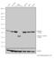 Caspase 9 antibody, MA1-16842, Invitrogen Antibodies, Western Blot image 