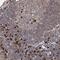 WD Repeat Domain 75 antibody, PA5-58291, Invitrogen Antibodies, Immunohistochemistry frozen image 