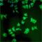 Torsin 1A Interacting Protein 1 antibody, GTX17579, GeneTex, Immunofluorescence image 