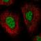 DnaJ Heat Shock Protein Family (Hsp40) Member B1 antibody, HPA063247, Atlas Antibodies, Immunocytochemistry image 