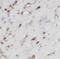 Teneurin-1 antibody, FNab05974, FineTest, Immunohistochemistry frozen image 