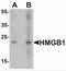 High Mobility Group Box 1 antibody, NBP2-41264, Novus Biologicals, Western Blot image 