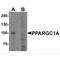 PGC1 antibody, TA349053, Origene, Western Blot image 