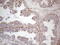 Distal-Less Homeobox 4 antibody, LS-C798564, Lifespan Biosciences, Immunohistochemistry paraffin image 