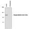 Myristoylated Alanine Rich Protein Kinase C Substrate antibody, PPS010, R&D Systems, Western Blot image 